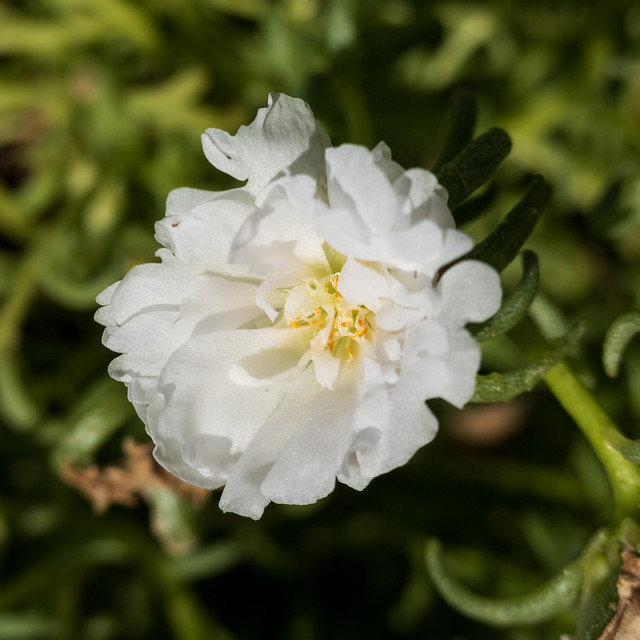 Moss rose (Portulaca grandiflora)