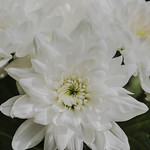White Chrysanthemums.