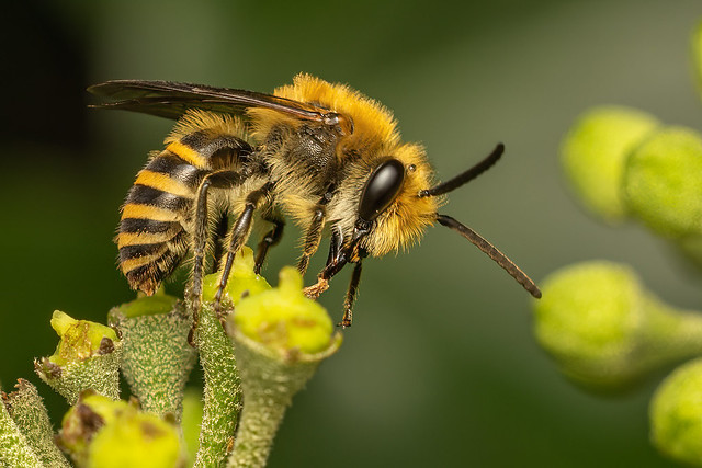 Ivy Cellophane Bee (Colletes hederae)