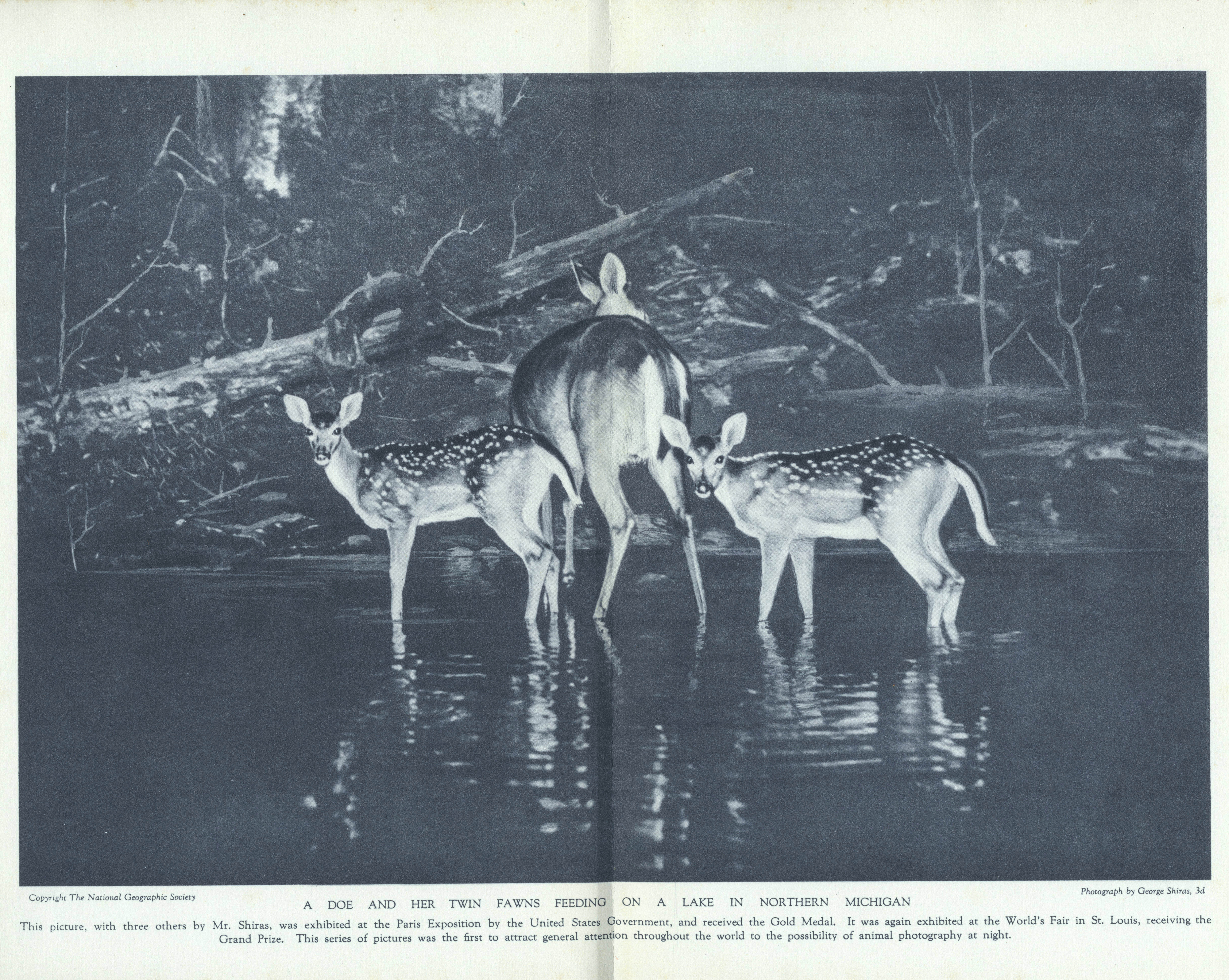 George Shiras (III) :: A doe and her twin fawns feeding on a lake in northern Michigan, published 1935
