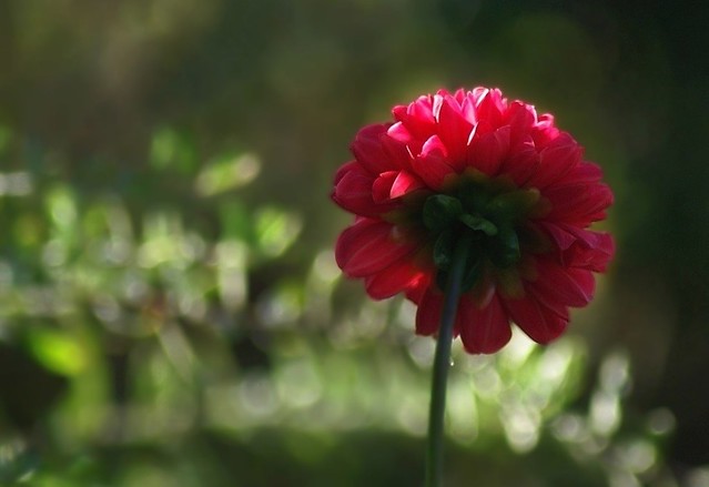 Dahlia pompon rouge