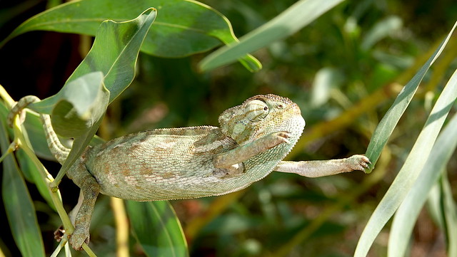 Mediterranean chameleon (Chamaeleo chamaeleon) ©