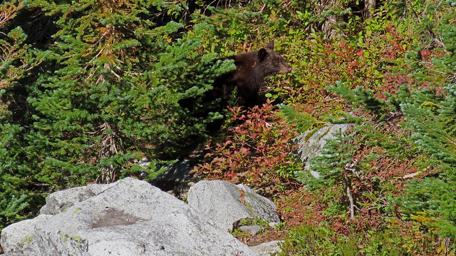 Black Bear Along The Trail