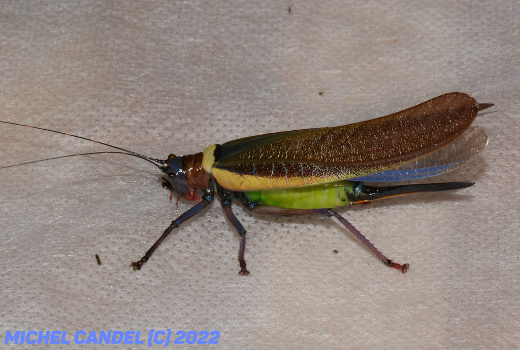 Moncheca Elegans Giglio Tos 1898 Femelle Tettigonii Flickr moncheca-elegans-giglio-tos-1898-femelle-tettigonii-flickr