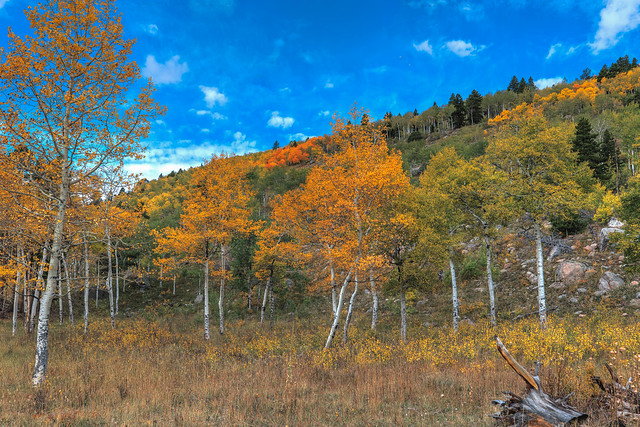 Aspens in Rocky Mountain National park