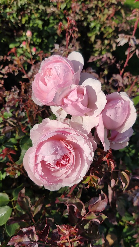 Rose Garden - Royal Botanic Gardens - Kew, London, England