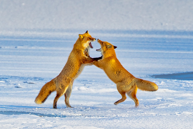 Japanese red fox 紅狐