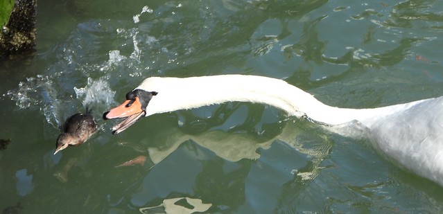 Mute Swan attempting to bite Little Grebe.