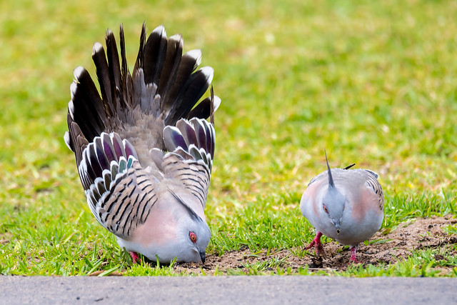 Crested Pigeon shaking tail feathers performing mating dance