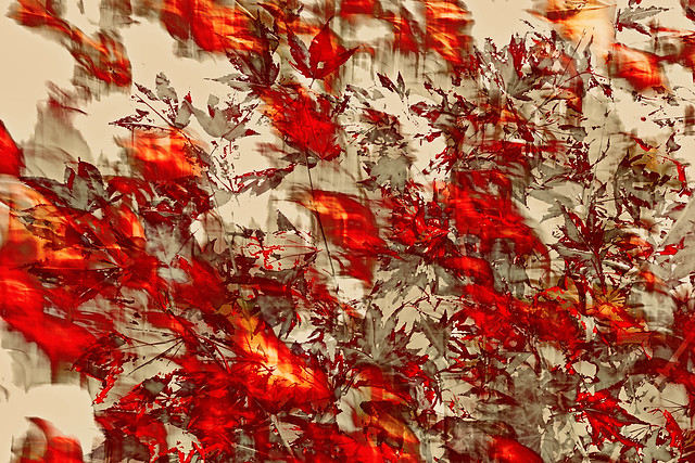 Autumn maple leaves abstract