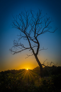 Sunsetting on a Dead Tree.