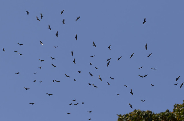 A kettle of turkey vultures over Government House