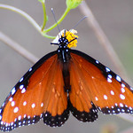 IMG_3252 Queen butterfly #lepidopteragallery #instagram