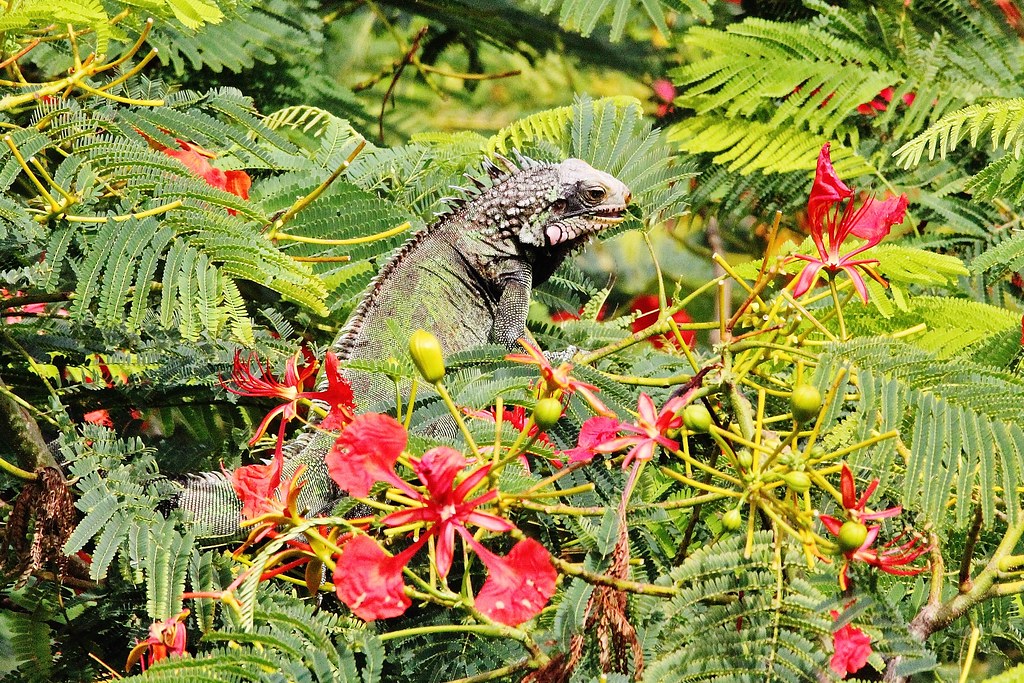 Green Iguana feeding , outside our room -  United States Virgin Islands .