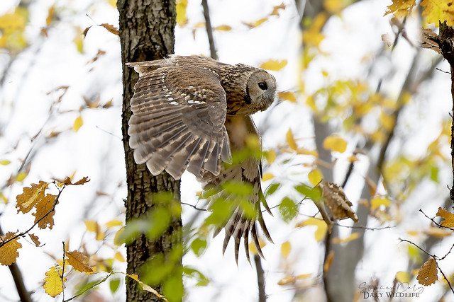 Tawny Owl flight woodland_9070