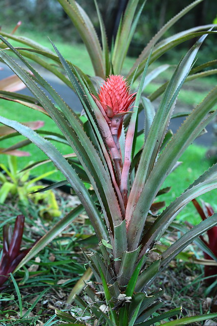 another red pineapple coming up in my garden