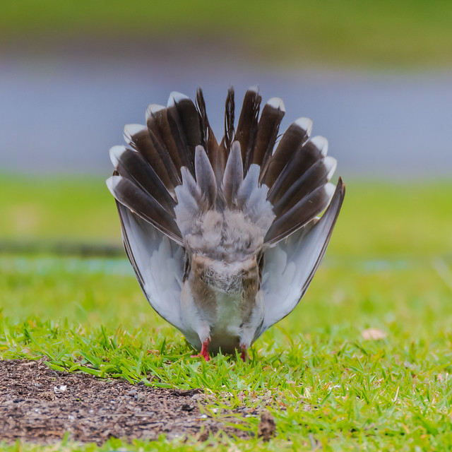 Crested Pigeon shaking tail feathers performing mating dance