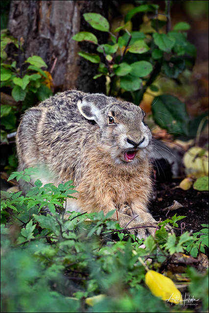 Hare yawning