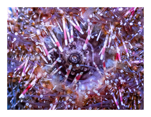 Tuxedo Urchin