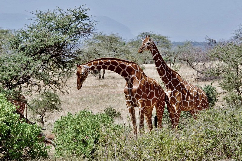 Two Reticulated Giraffes (Giraffa camelopardalis reticulata)
