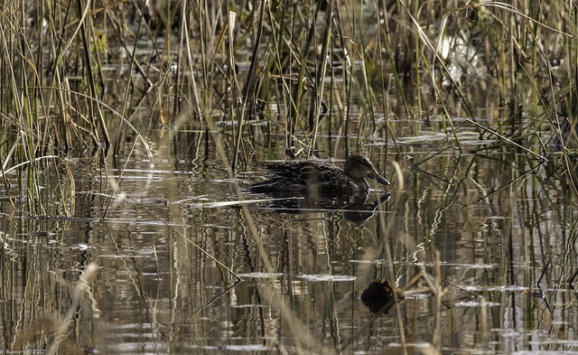 A duck in the pond