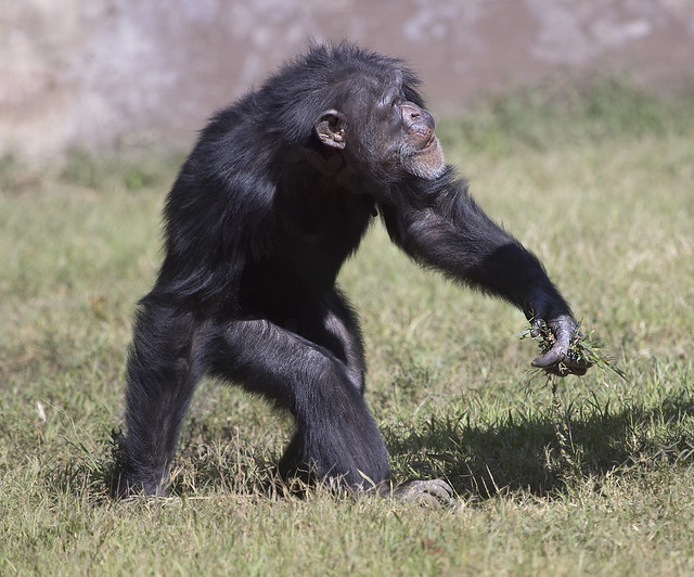 Metro Richmond Zoo - Moseley  Virginia Chimpanzee