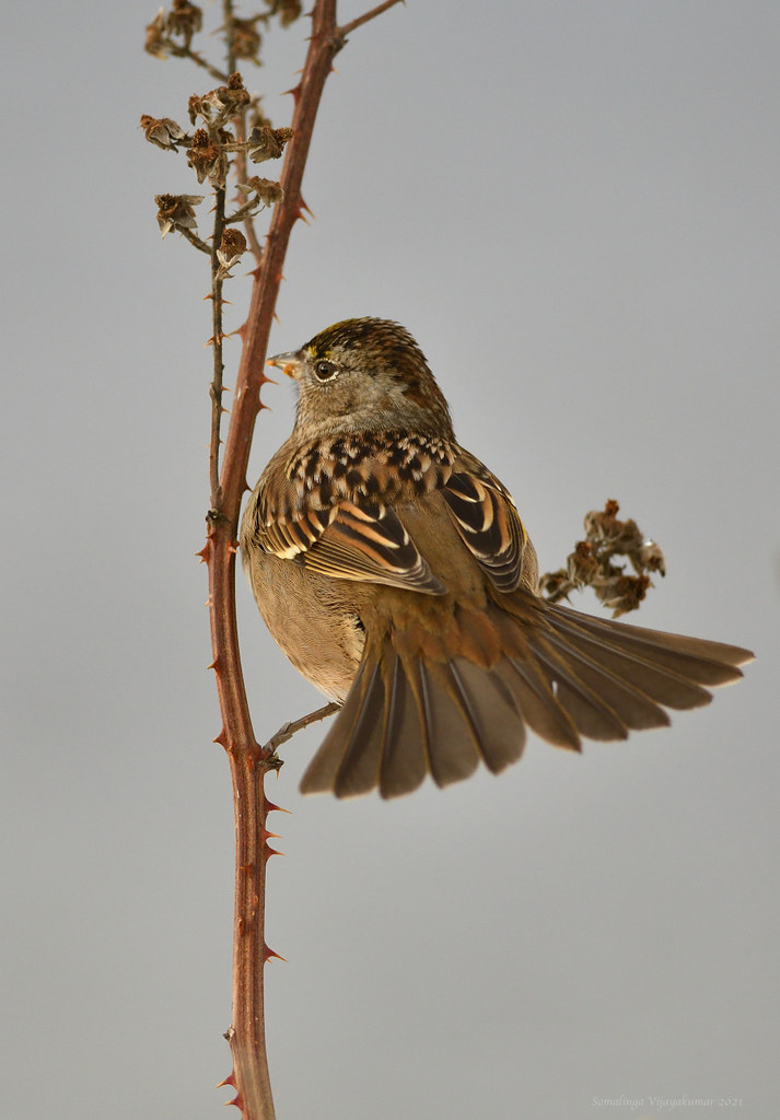 Golden crowned sparrow #1