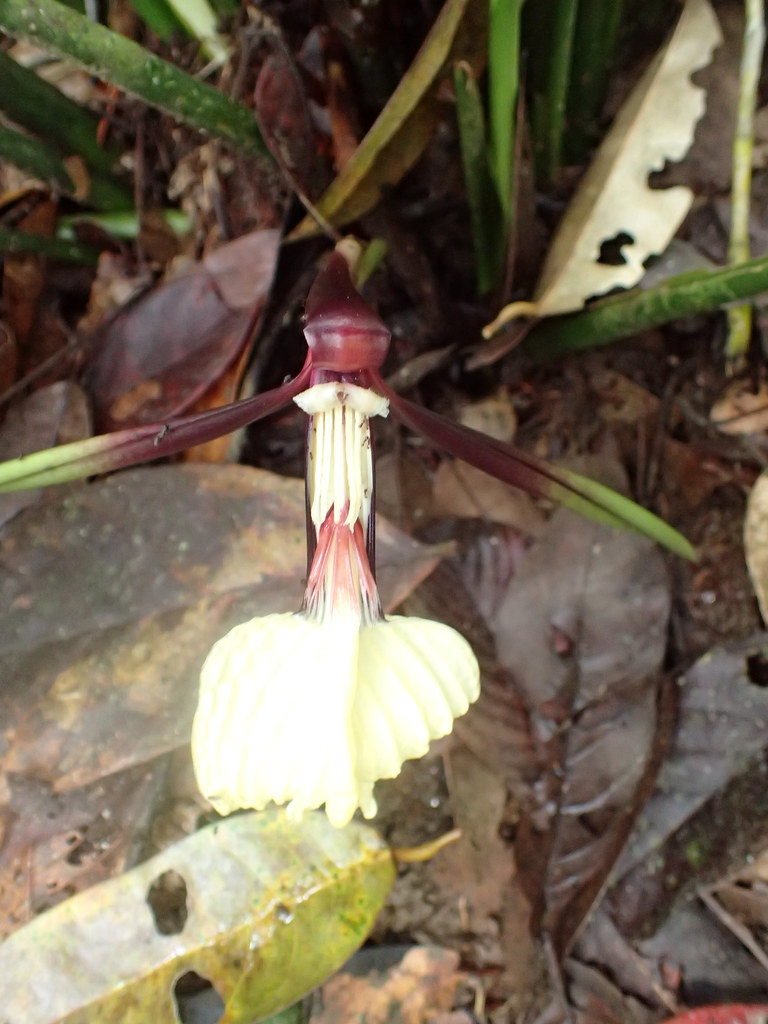 Orchidantha fimbriata Holttum | Gunung Korbu & Gunung Gayong… | Flickr