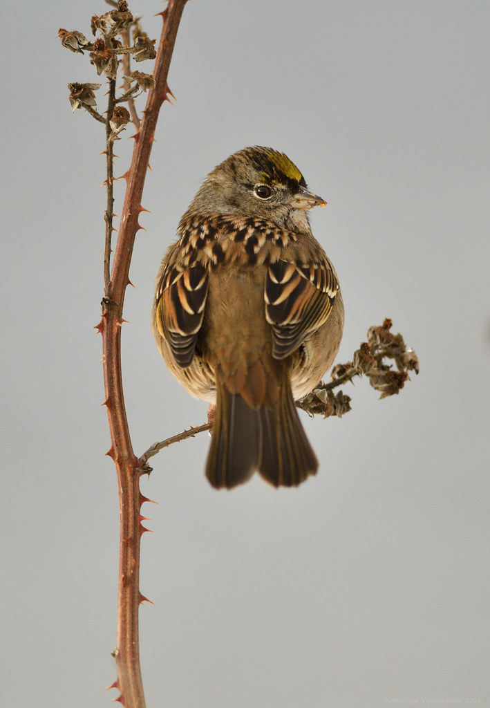Golden crowned sparrow #3