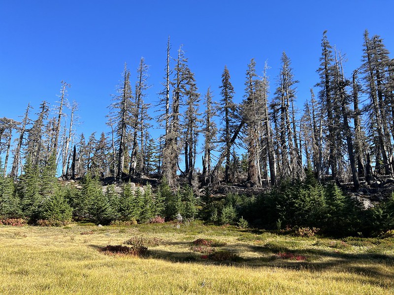 Burned trees near Bays Lake