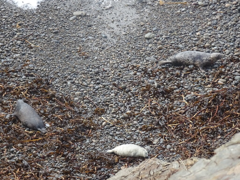 Seals, Marloes