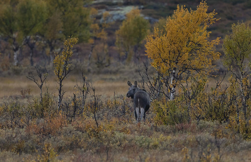 moose norway dovrefjell autumn colourful wildlife autumnal elg