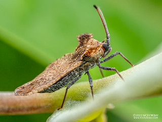 Lace bug (Ammianus ravanus) - PA079955