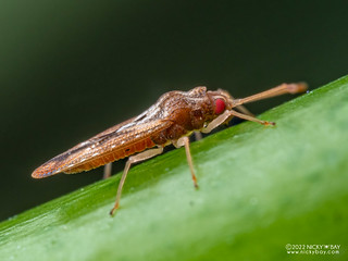 Lace bug (cf. Cysteochila sp.) - PA079816