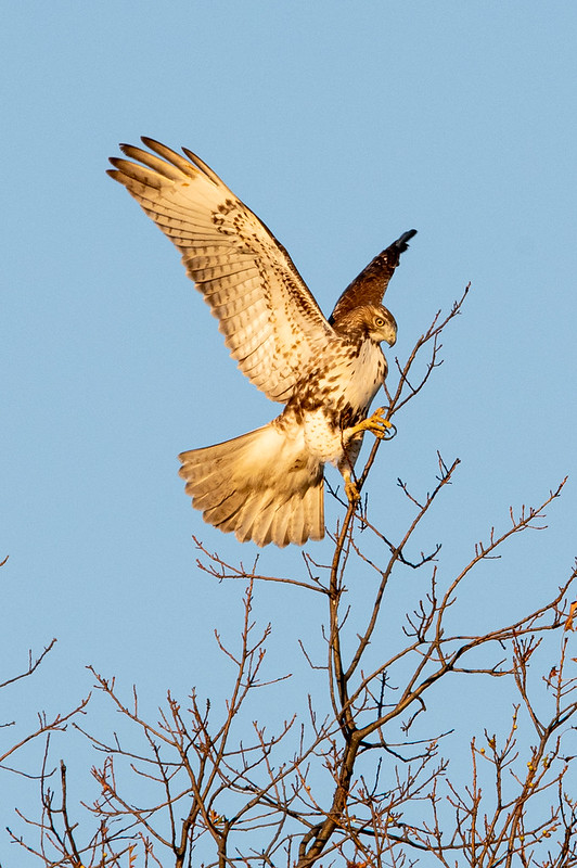 red-tailed-hawk-gwc-1326