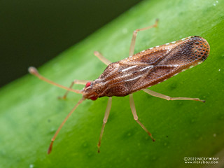 Lace bug (cf. Cysteochila sp.) - PA079810