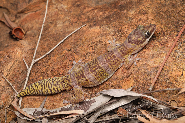 Silver-eyed velvet gecko (Oedura argentea)