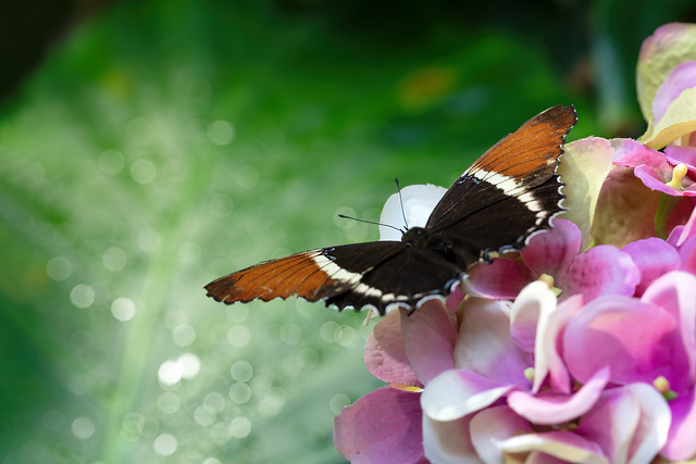Butterfly and Bokeh Balls - _TNY_1232