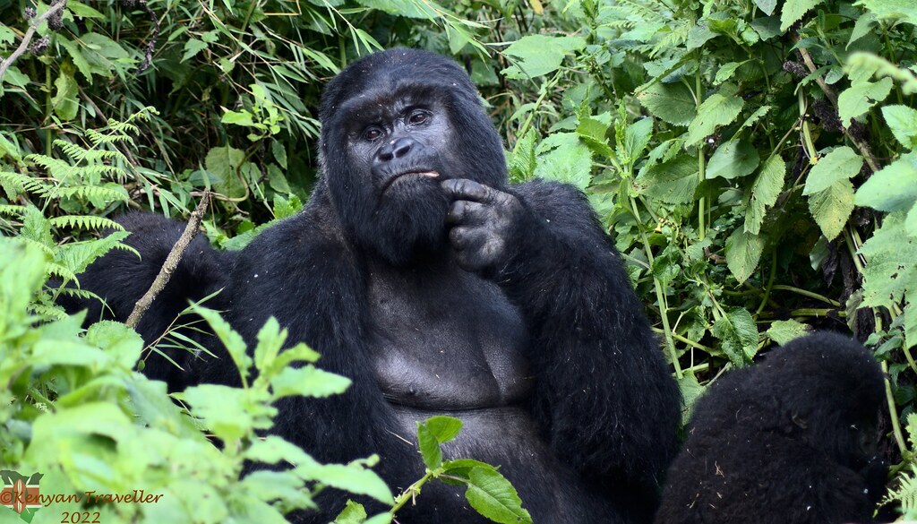 Mountain Gorilla - Deep in thought