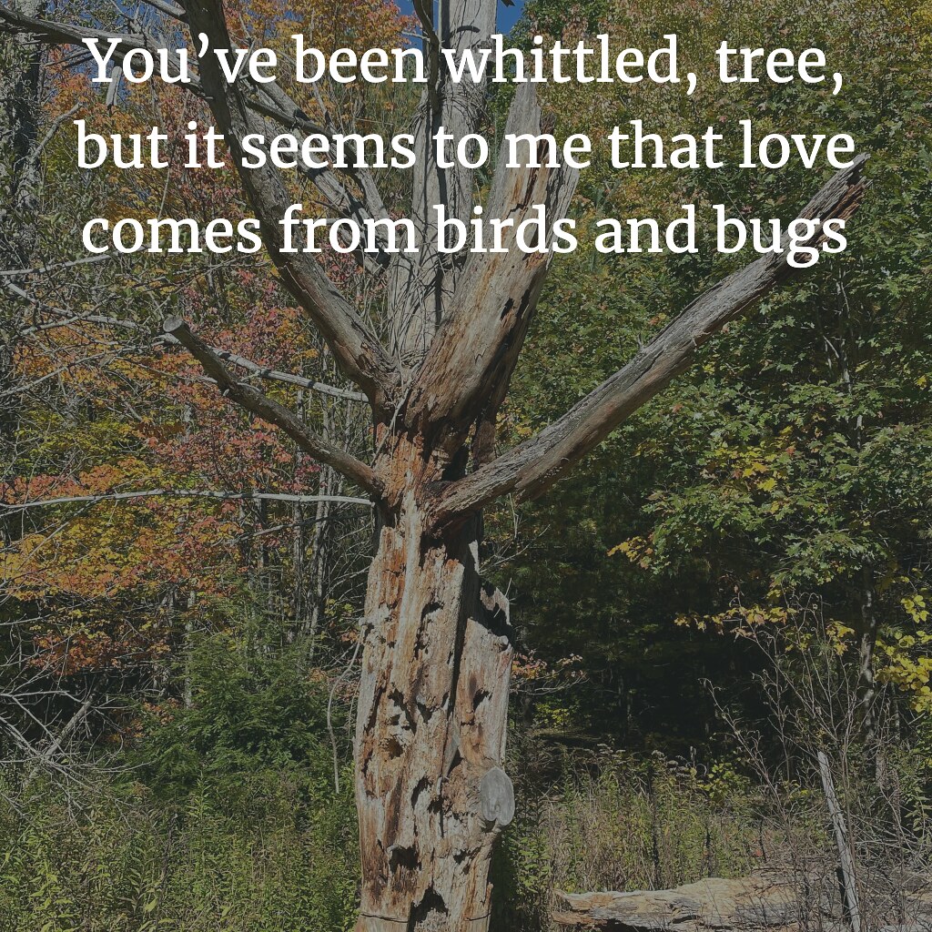 Tree Haiku
