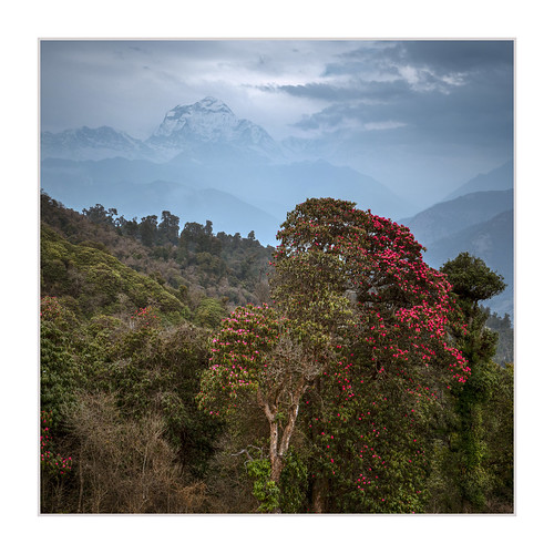 gorapani nepal himalaya rhododendrons