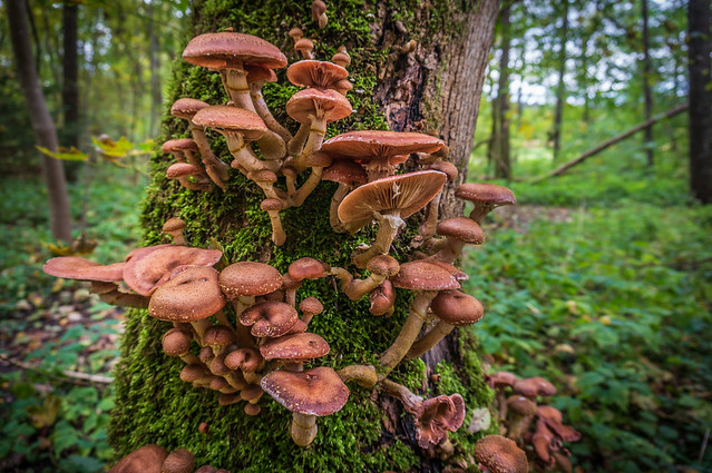 Fungi sprouting everywhere