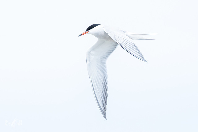 Common tern 💚