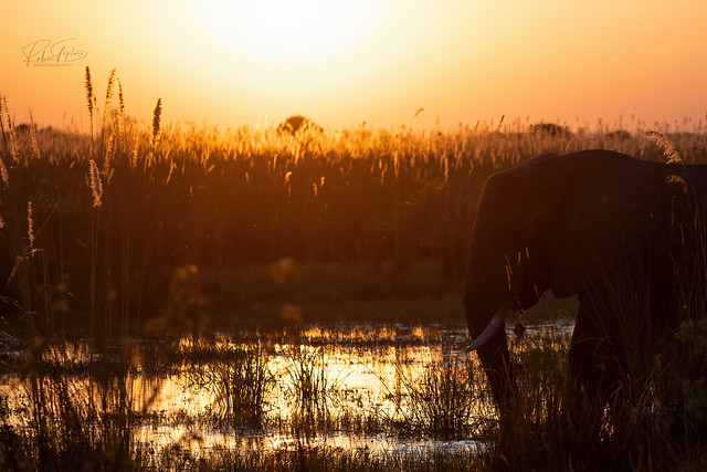 Sunset Lagoon Elephant