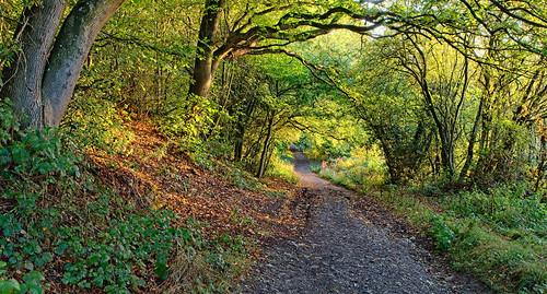 sunrise trees path landscape autumn