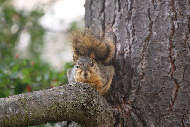 Fox Squirrels in Ann Arbor at the University of Michigan on October 7th, 2022