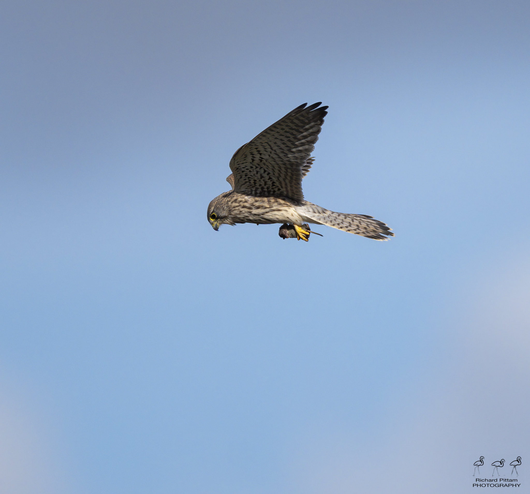 Kestrel hunting..with Vole