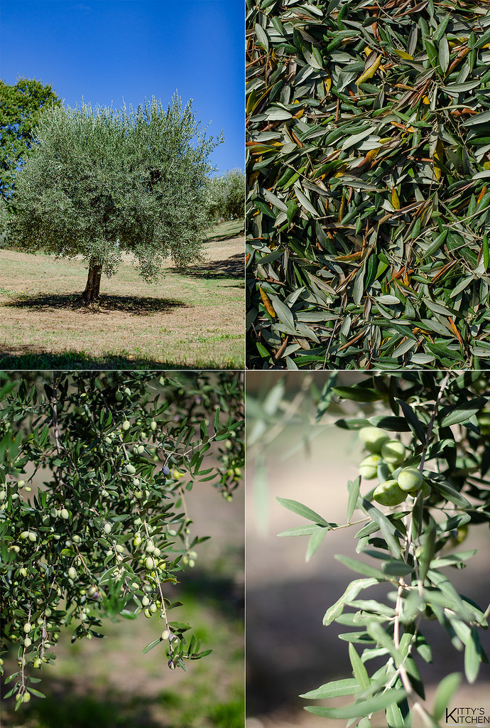 Raccolto 2022, raccolta olive, olio extravergine, campagna, Chieti, autunno, rastrelli