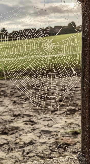 The spiders have been busy!