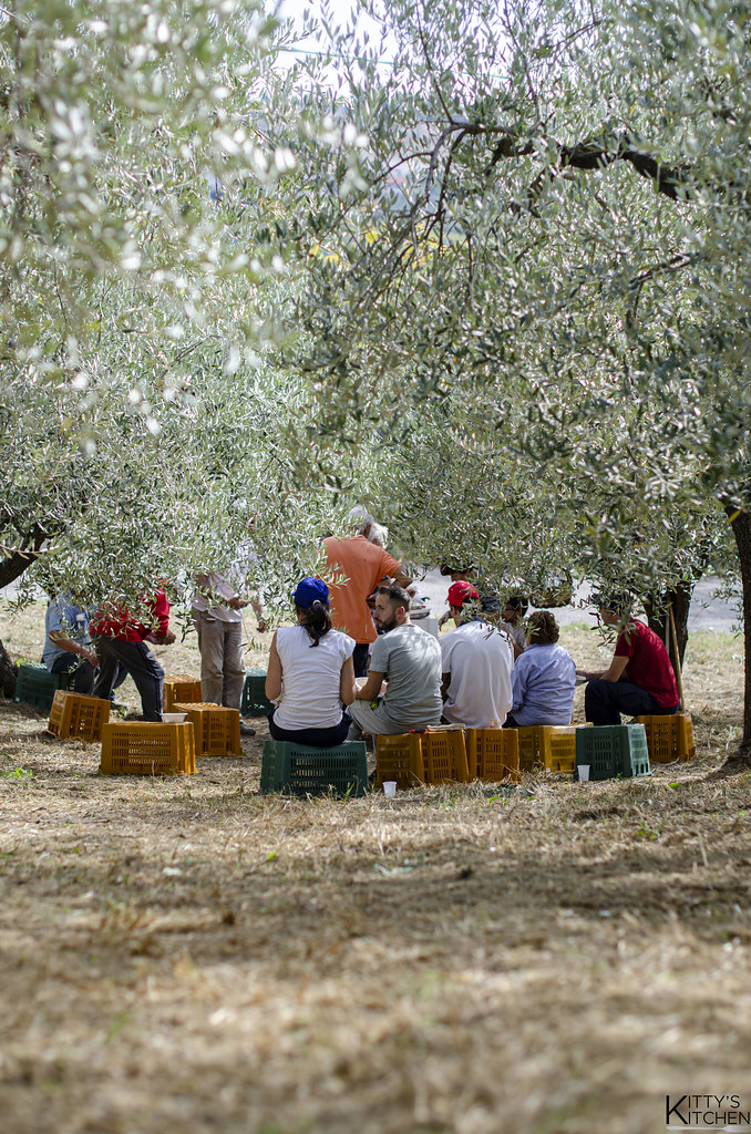 Raccolto 2022, raccolta olive, olio extravergine, campagna, Chieti, autunno, olive, pranzo